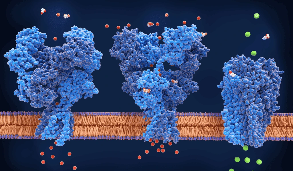 meccanismi dazione cbd e cancro