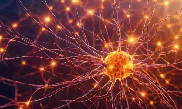 Sistema Endocannabinoide: il meccanismo invisibile che regola l’equilibrio di corpo e mente