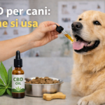 Somministrazione di olio CBD a un cane con contagocce, esempio pratico di utilizzo e dosaggio