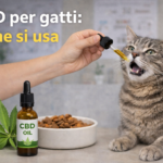 Somministrazione di olio CBD a un gatto con contagocce, esempio di utilizzo e sicurezza